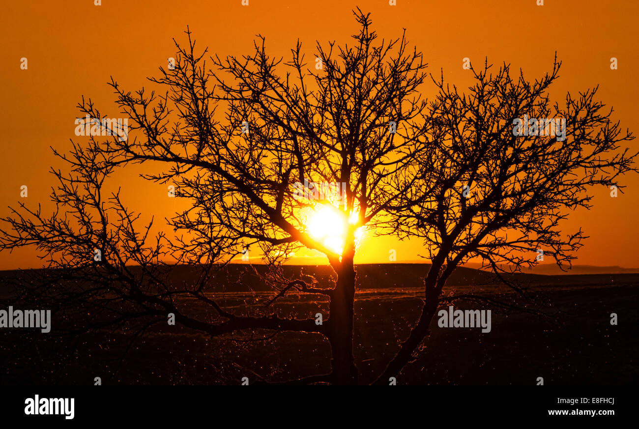 Baum bei Sonnenuntergang Stockfoto