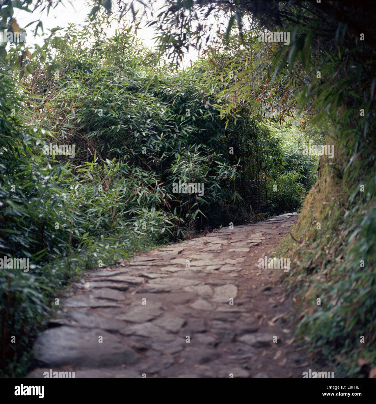 Departamento de Cusco, Urubamba, Machu Picchu, Peru, Weg zum Inka-Brücke Stockfoto