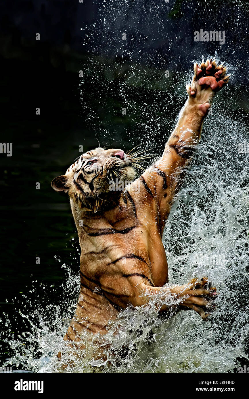 Tiger springen im Fluss, Ragunan, Jakarta, Indonesien Stockfoto