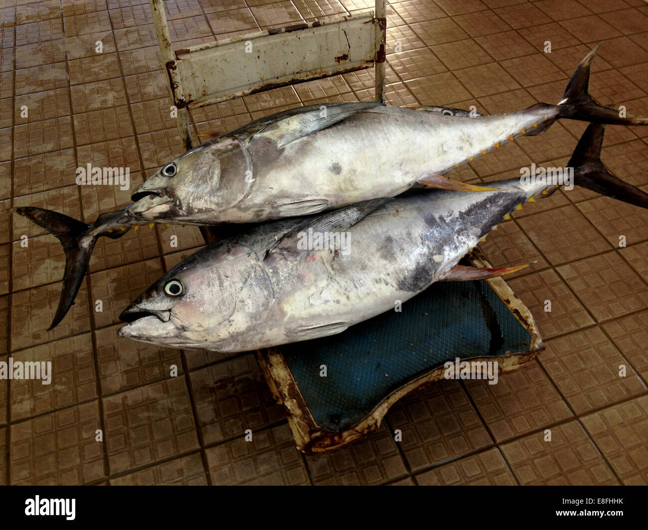 Gelbflossenthun auf einem Trolley auf einem Fischmarkt, Maskat, Oman Stockfoto