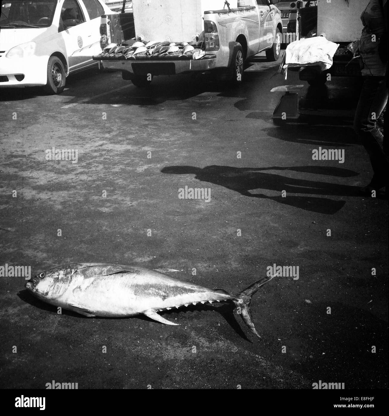 Gelbflossenthun liegt auf dem Boden vor einem Fischmarkt, Maskat, Oman Stockfoto