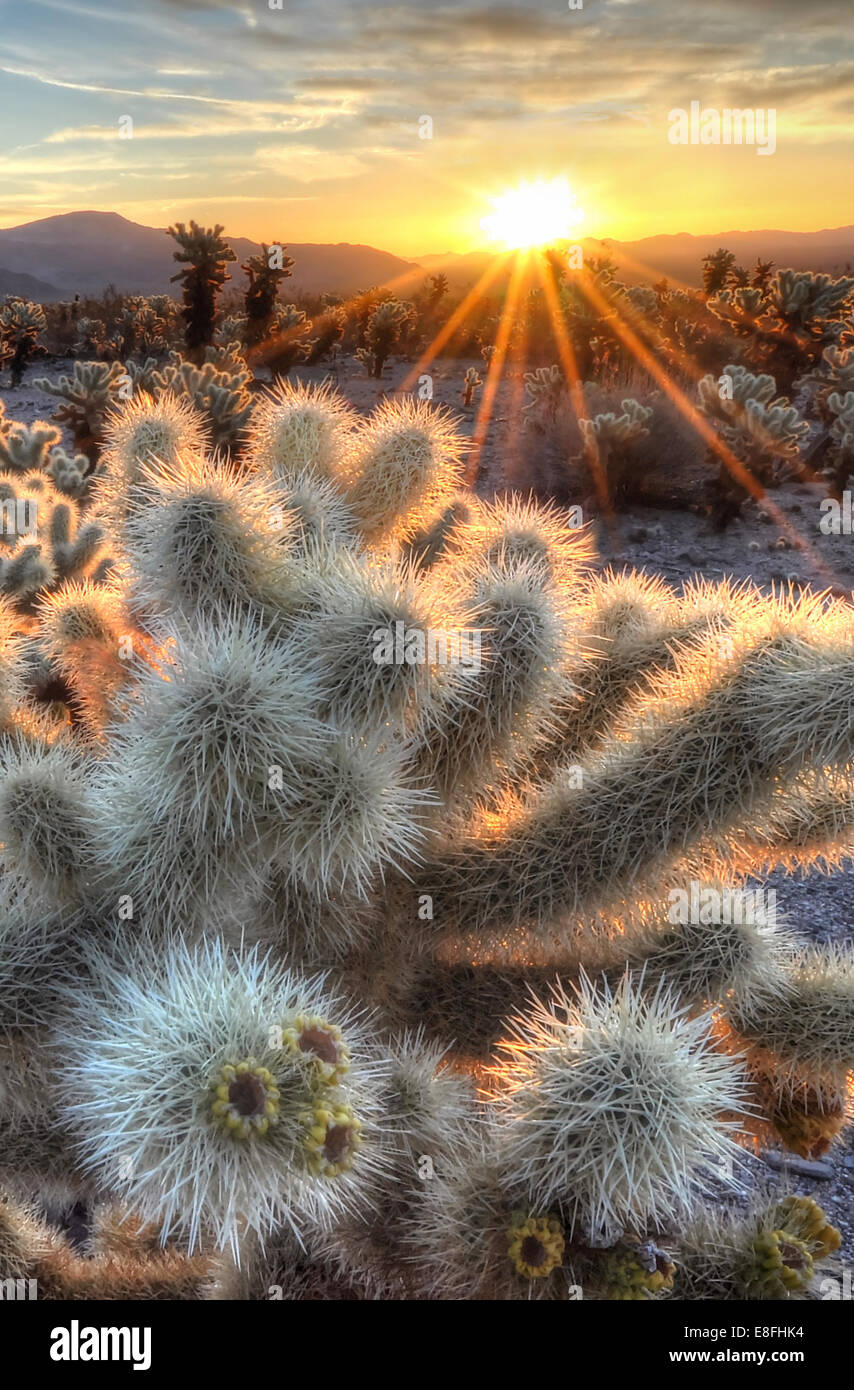 Cholla Cactus Sonnenaufgang, Joshua Tree National Park, California, USA Stockfoto