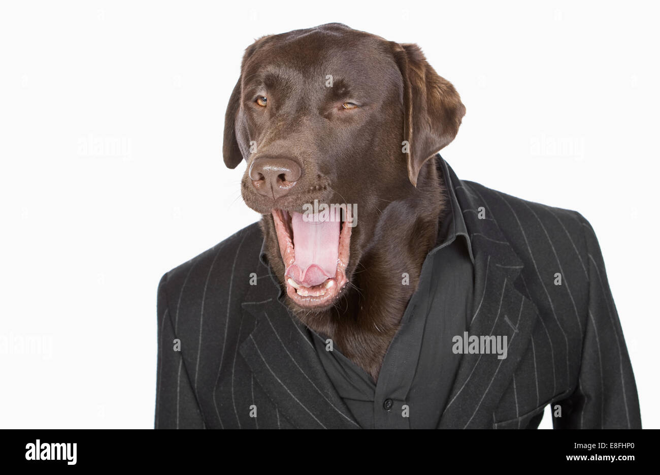 Isolierte Schuss eine intelligente Chocolate Labrador in Nadelstreifen-Jacke Stockfoto