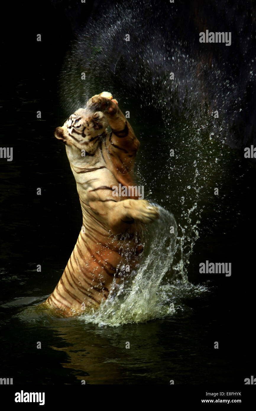 Verspielter Tiger springt aus einem Fluss, Indonesien Stockfoto