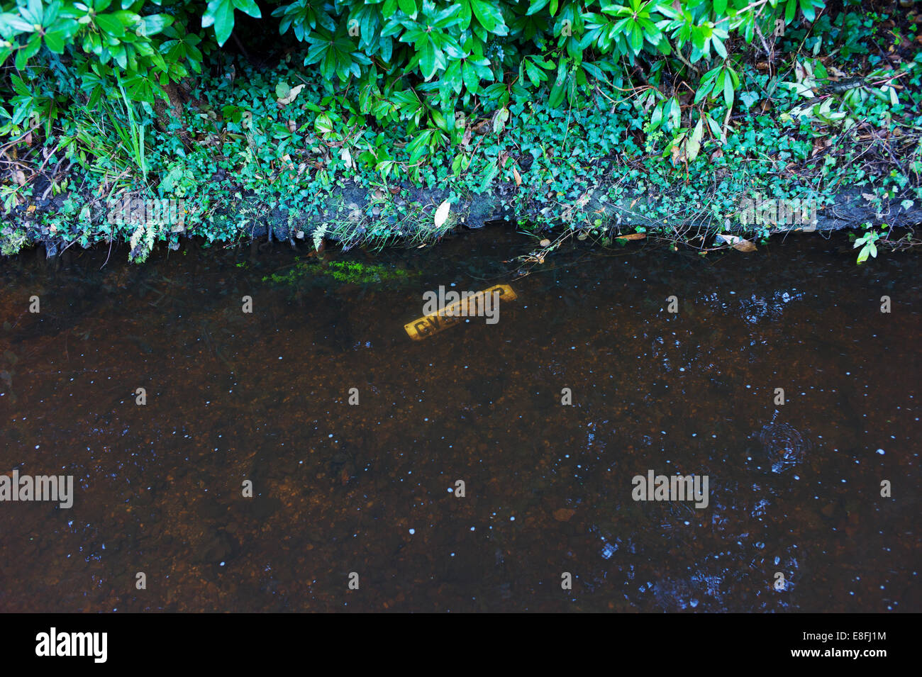 Auto-Kennzeichen schwimmend in einem Fluss, New Forest, Hampshire, England, Großbritannien Stockfoto