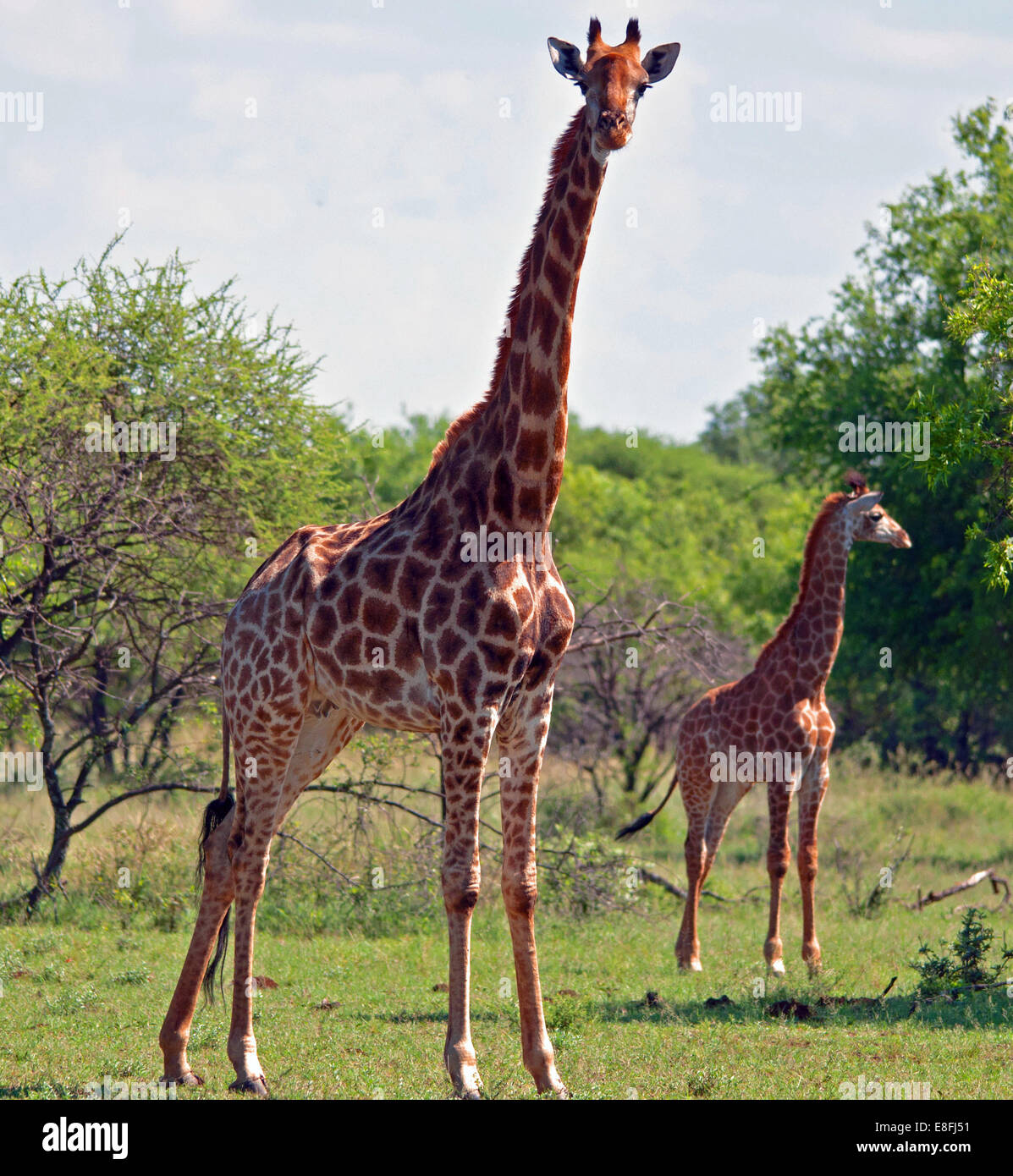 Giraffe-Kuh mit Kalb, Südafrika Stockfoto