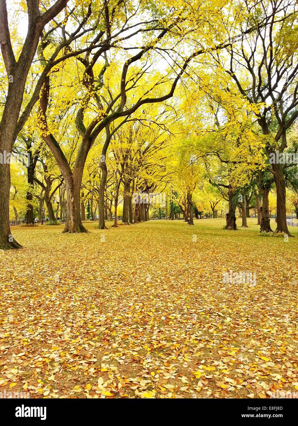 central-park-im-herbst-manhattan-new-york-usa-stockfotografie-alamy