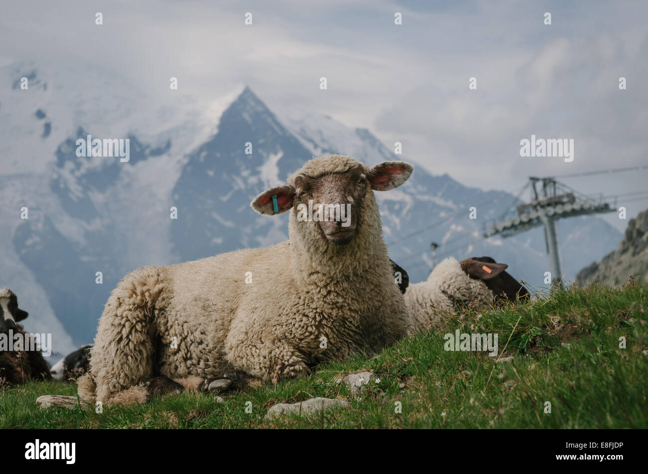 Schafherde auf einer Wiese liegend Stockfoto