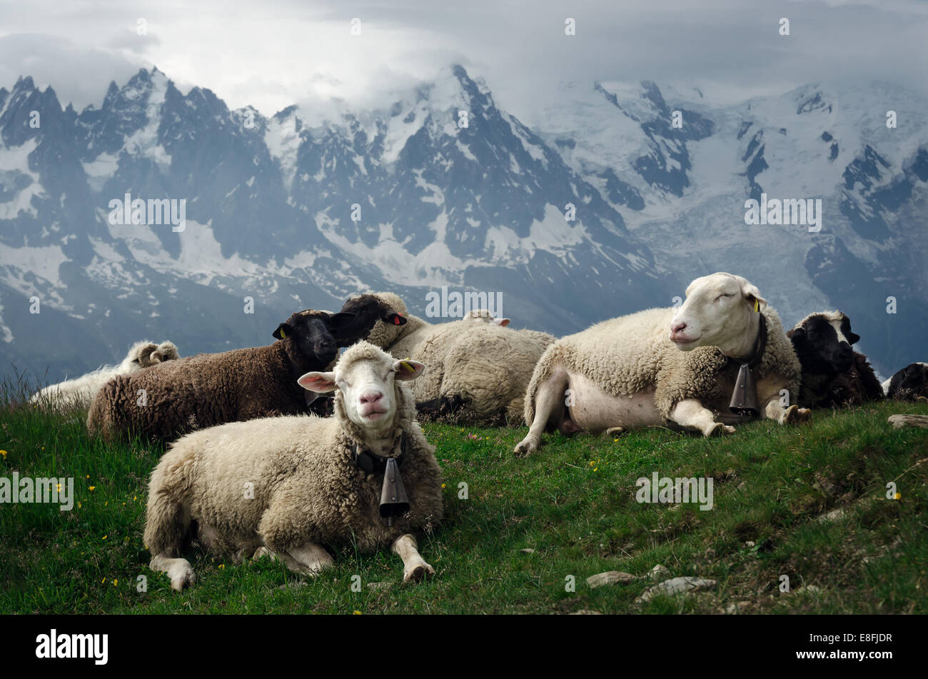 Schafherde auf einer Wiese liegend Stockfoto