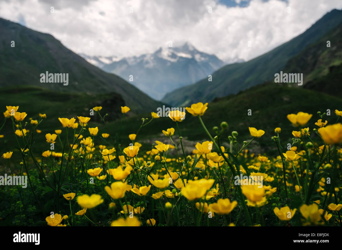 Malerische Berglandschaft mit Wildblumen Stockfoto