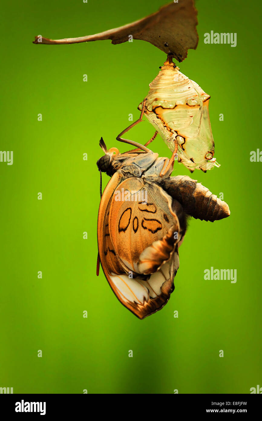 Indonesien, Jember, Blick auf Motten Metamorphose Stockfoto