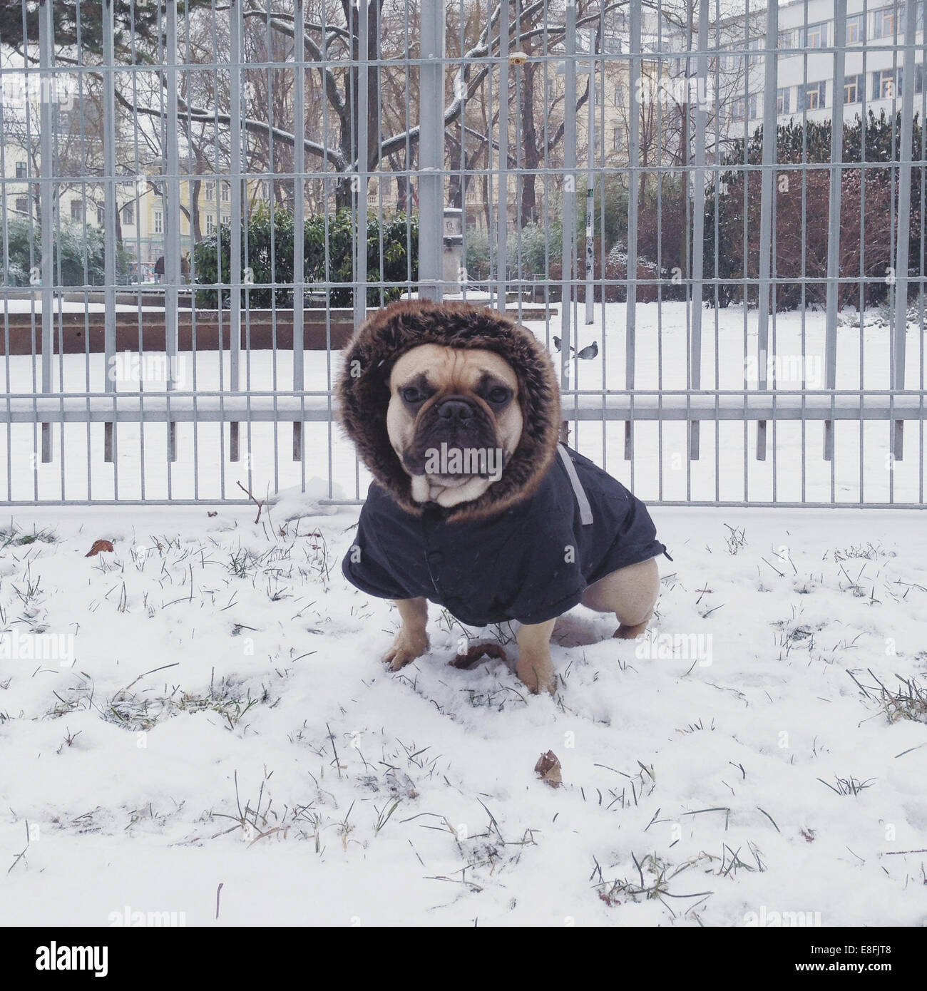 Portrait des Hundes in Tierkleidung im Schnee, Österreich Stockfoto