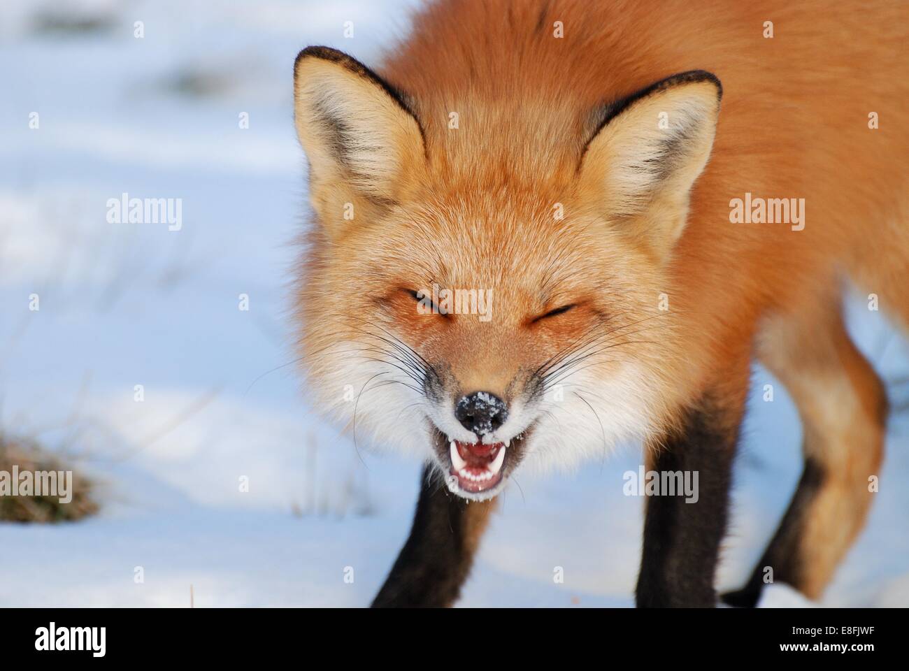 Lachender fuchs -Fotos und -Bildmaterial in hoher Auflösung – Alamy