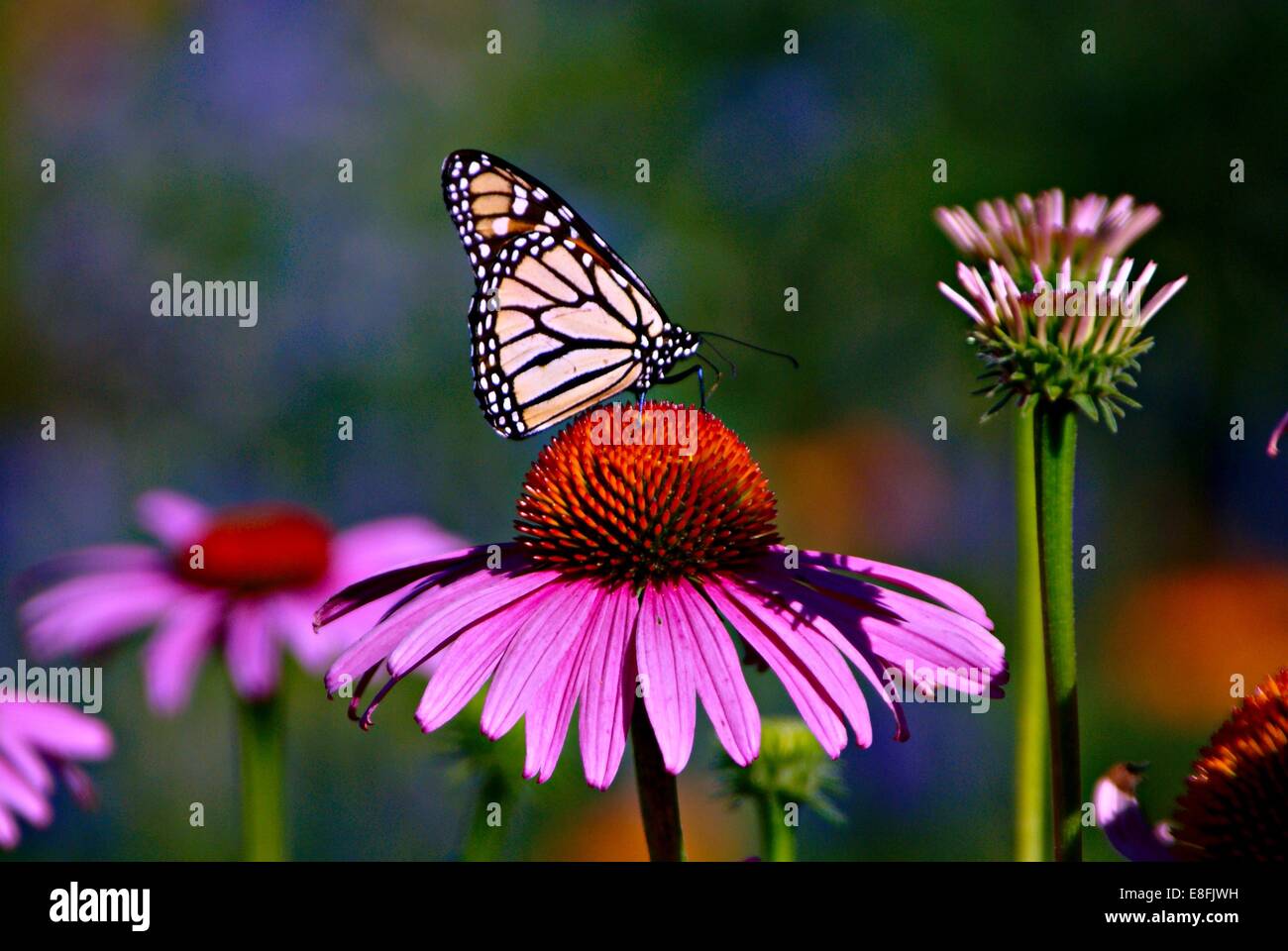 USA, Minnesota, Hennepin Grafschaft, Minneapolis, Longfellow Park, Purpur Sonnenhut und Monarch-Schmetterling Stockfoto
