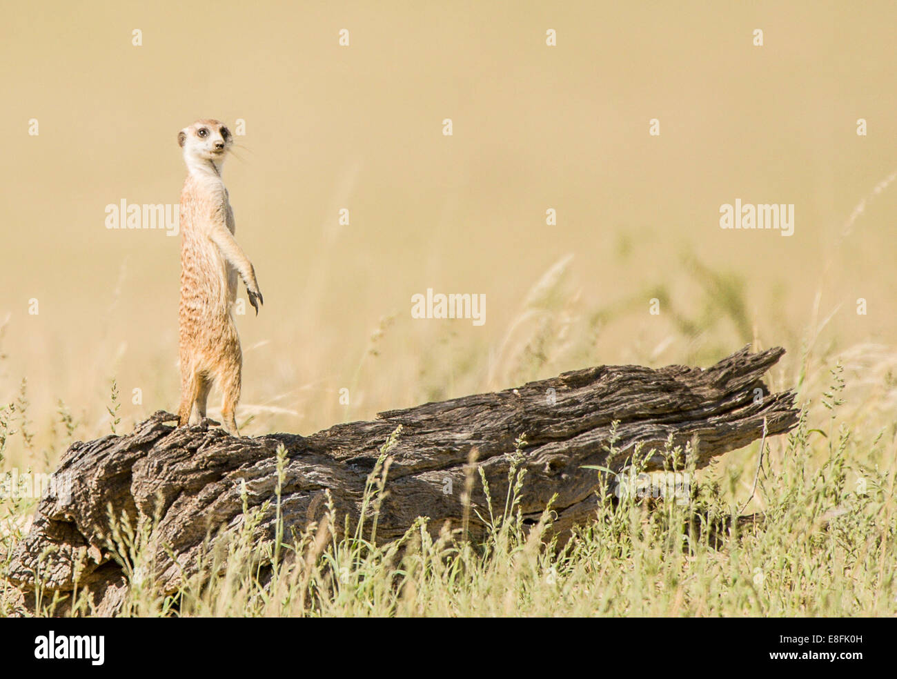 Erdmännchen stehend auf einem Baumstamm, Botswana Stockfoto