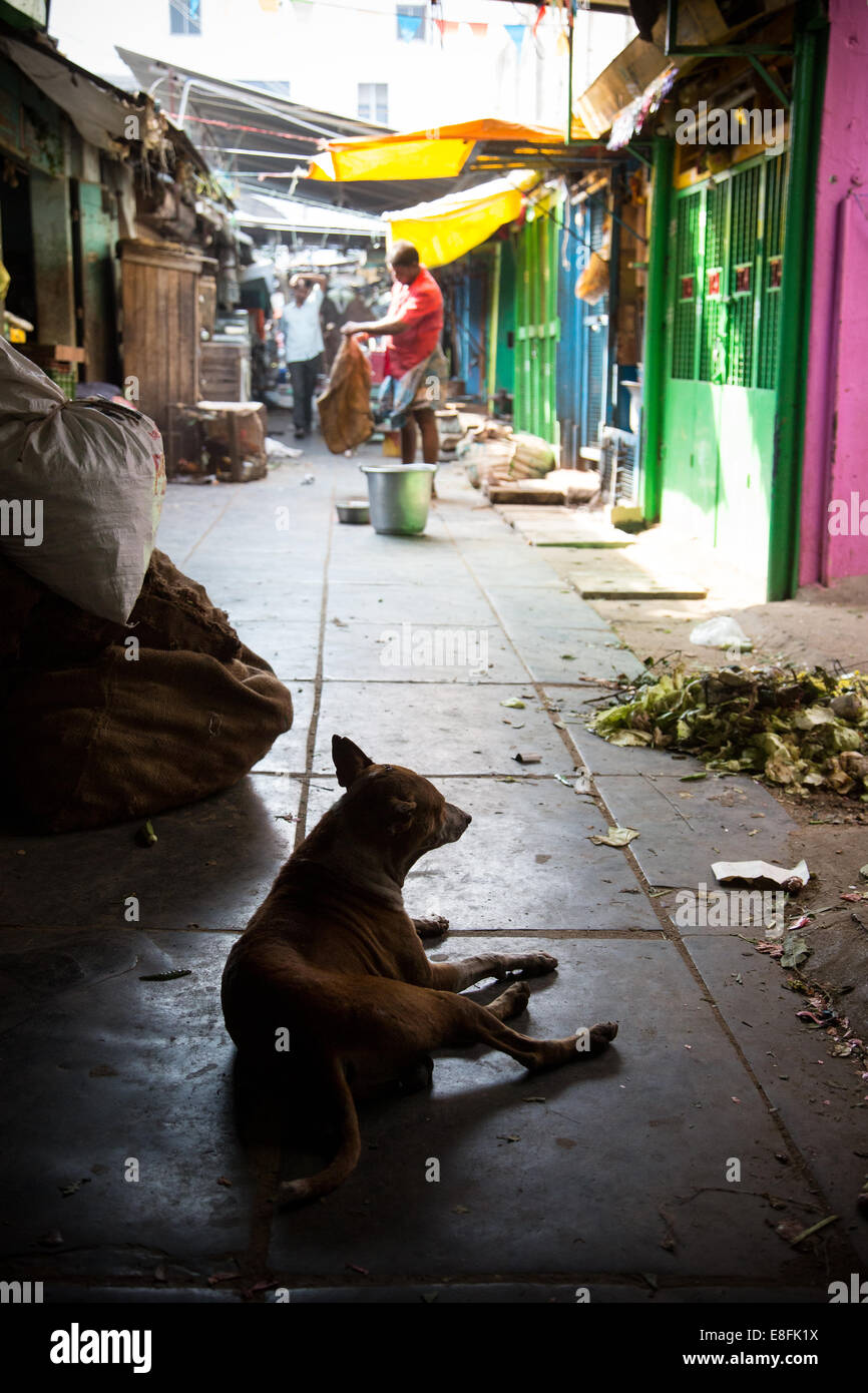 Pondicherry, Tamil Nadu, Indien Stockfoto