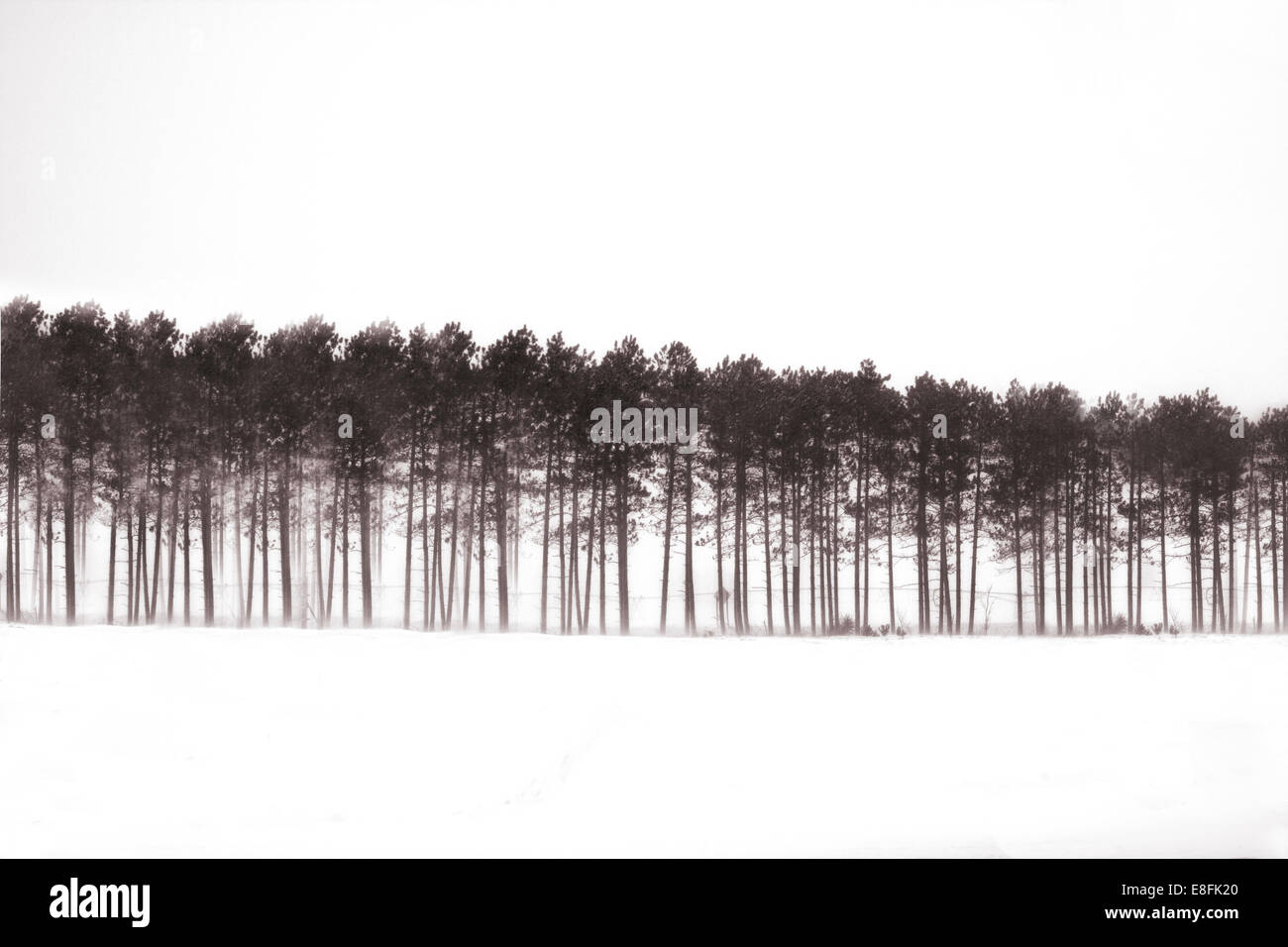 USA, Michigan, Bäume im Schnee Schneesturm Stockfoto