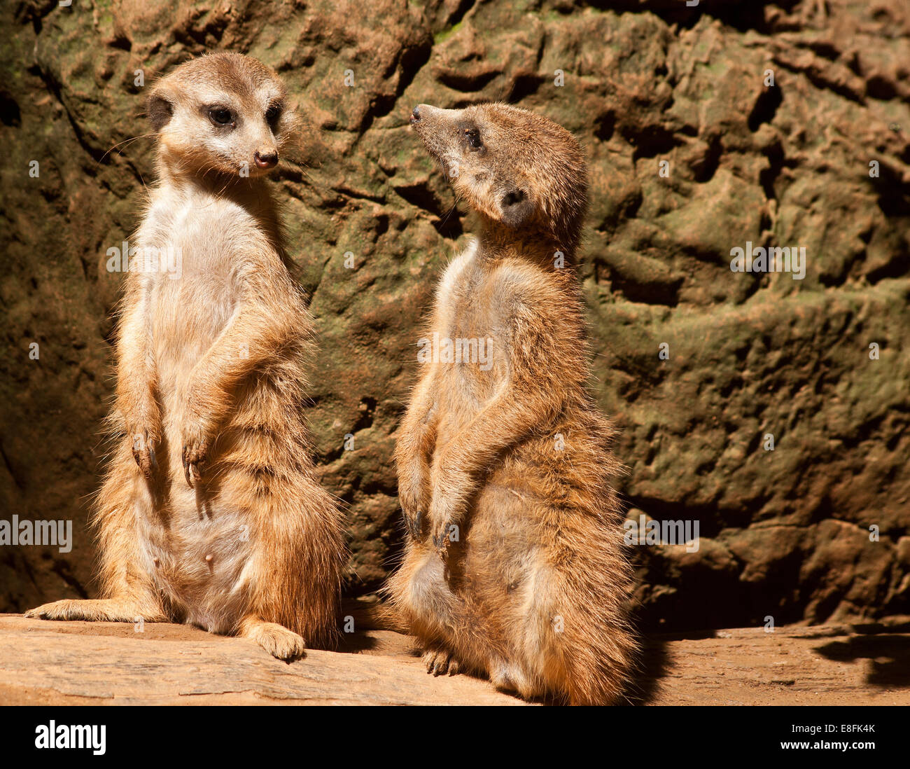 erdm-nnchen-afrika-fotos-und-bildmaterial-in-hoher-aufl-sung-alamy