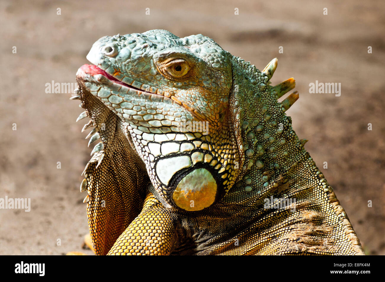 Porträt von einem Leguan Lizard, Südafrika Stockfoto