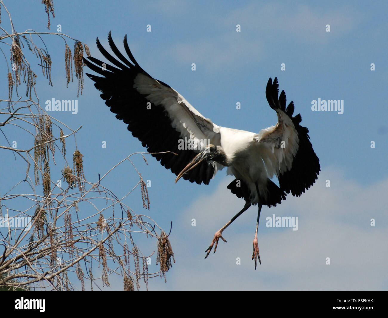 Holzstorch (Mycteria americana) im Flug, Orlando, Orange County, Florida, USA Stockfoto