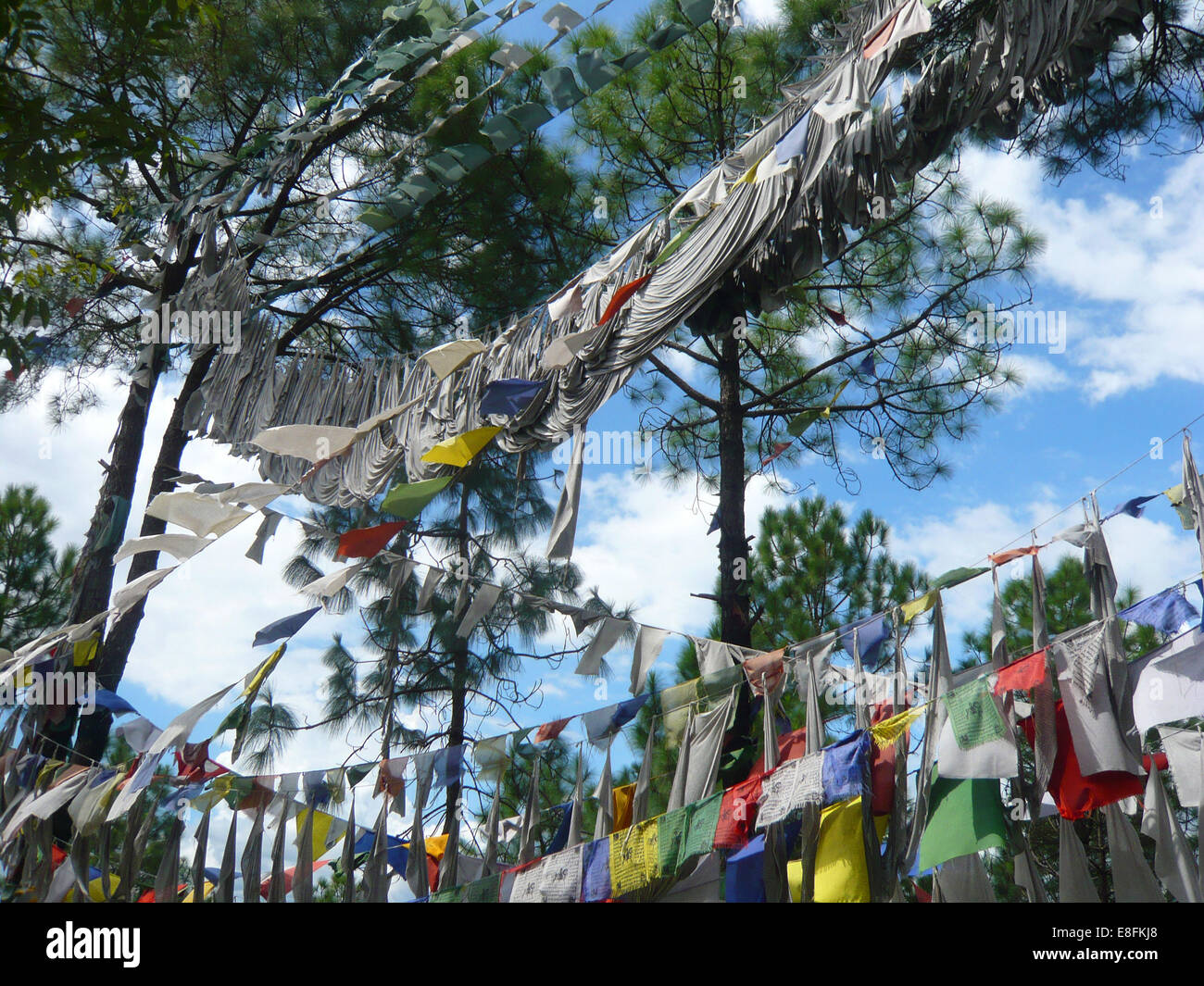 Tibetische Gebetsfahnen hängen in den Bäumen, Himachal Pradesh, Indien Stockfoto