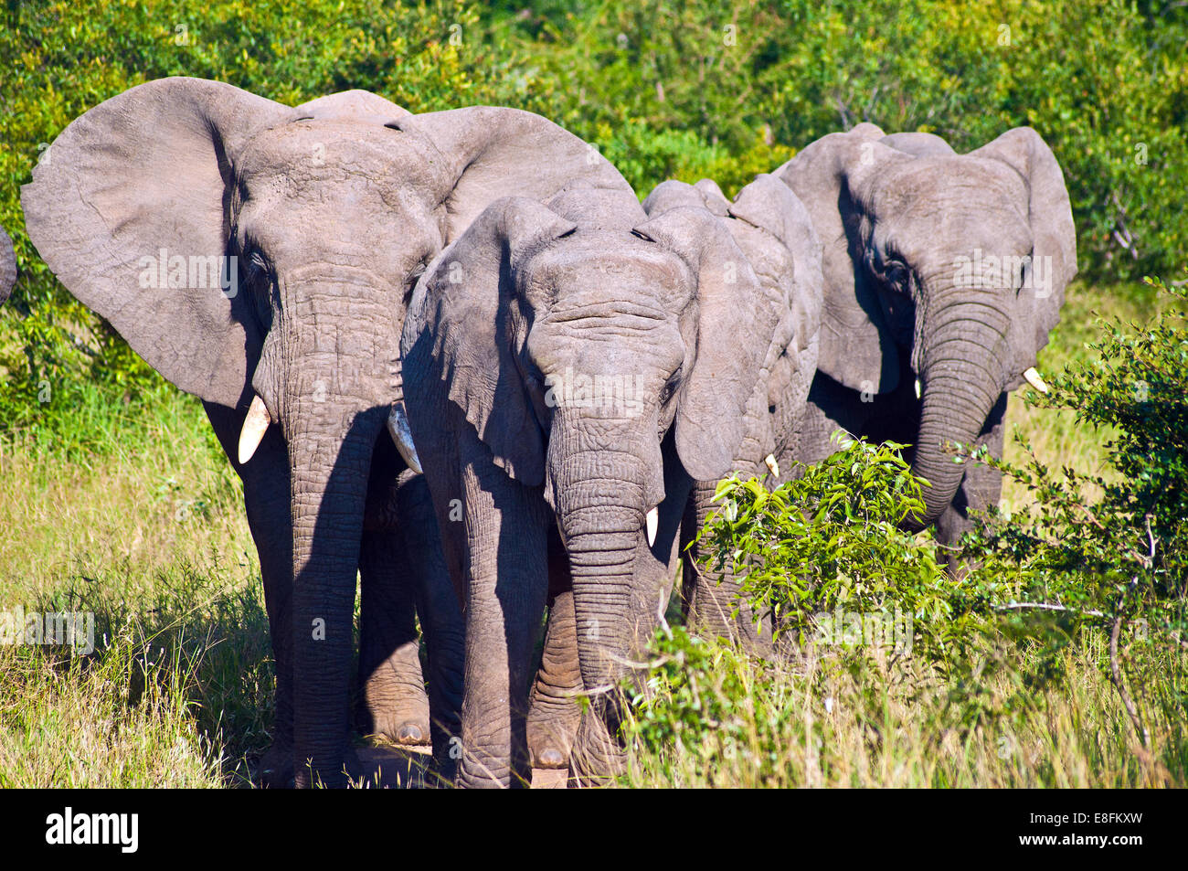 Herde von afrikanischen Elefanten Wandern in Savanne, Mpumalanga, Südafrika Stockfoto