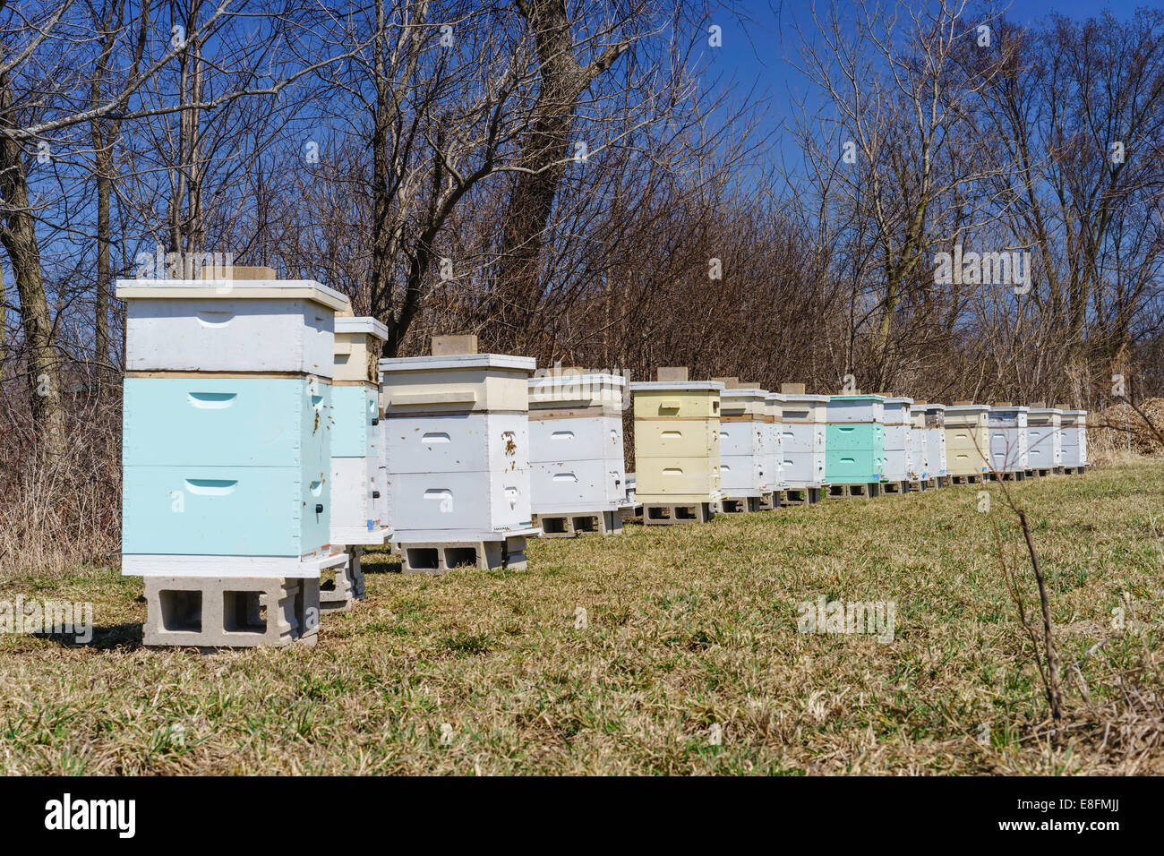 Bienenstöcke in der Gegend von einem Obstgarten, St. Charles, Kane County, Illinois, USA Stockfoto