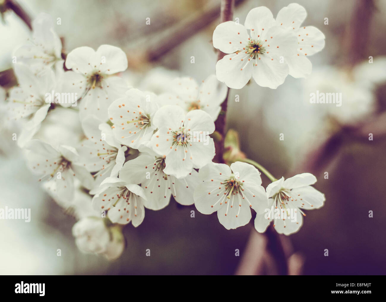 Nahaufnahme von Cherry Blossom Blumen Stockfoto