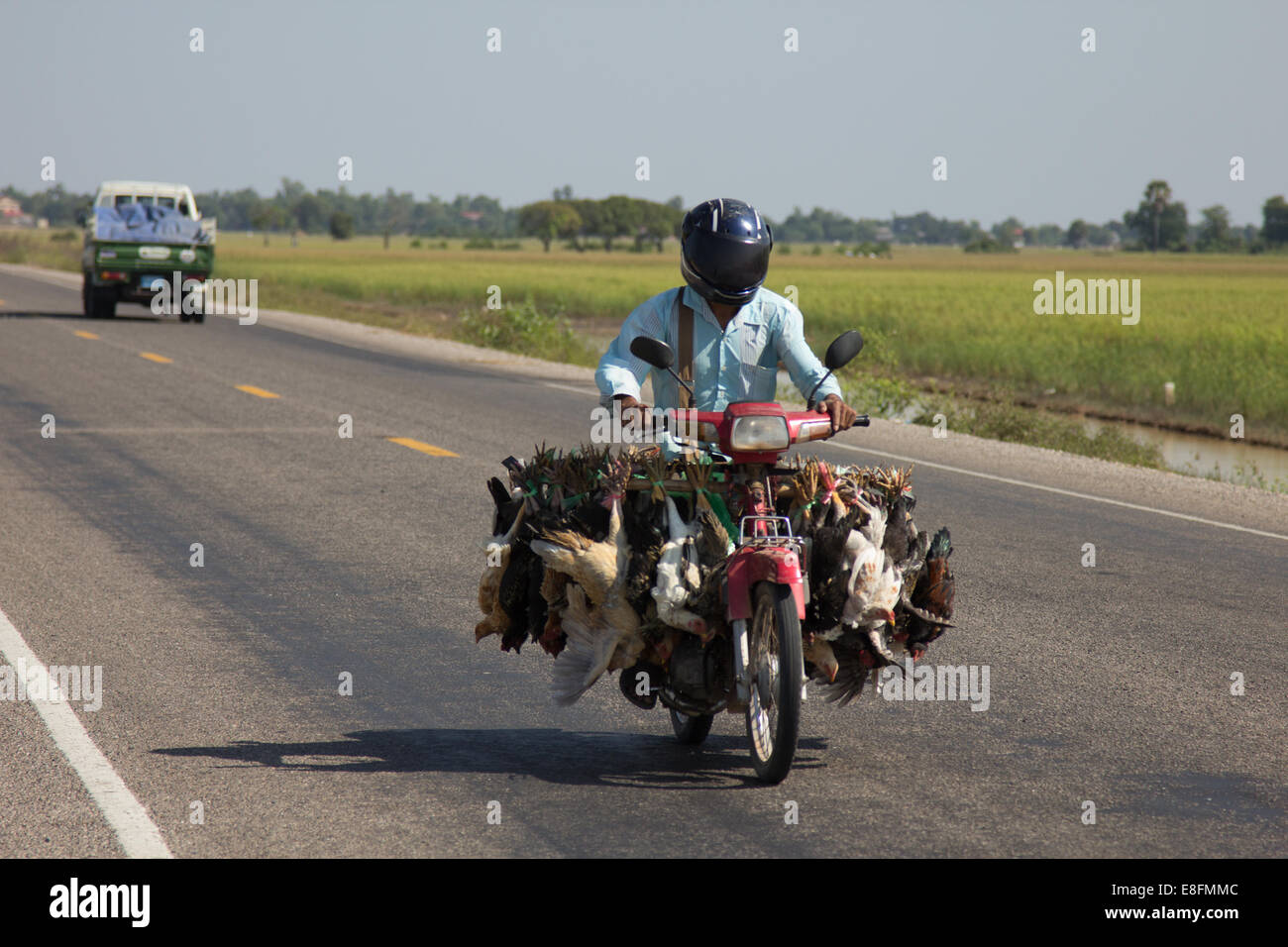 Kambodscha, Siem Reap, Hühner transportiert mit dem Motorrad in Kambodscha Stockfoto