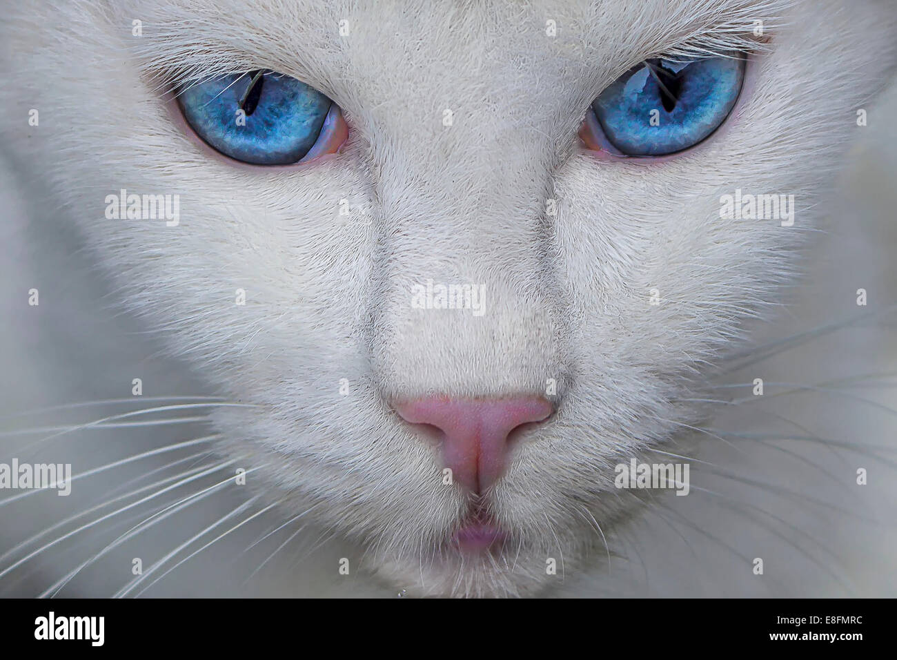 Katzenauge: Blau, Kreide, Makro, Zeichnung von michste