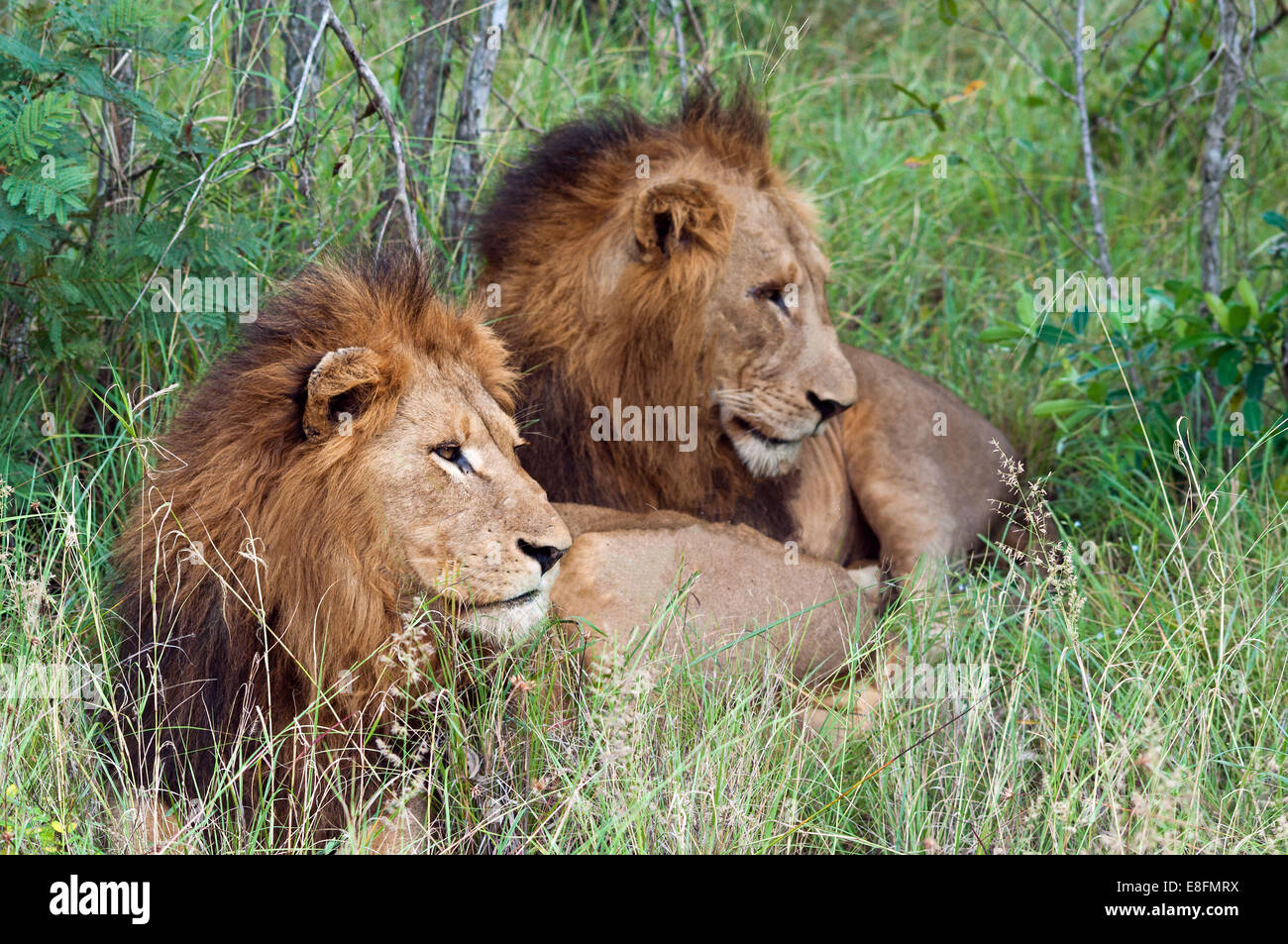 Zwei Löwen liegen im Rasen, Limpopo, Südafrika Stockfoto
