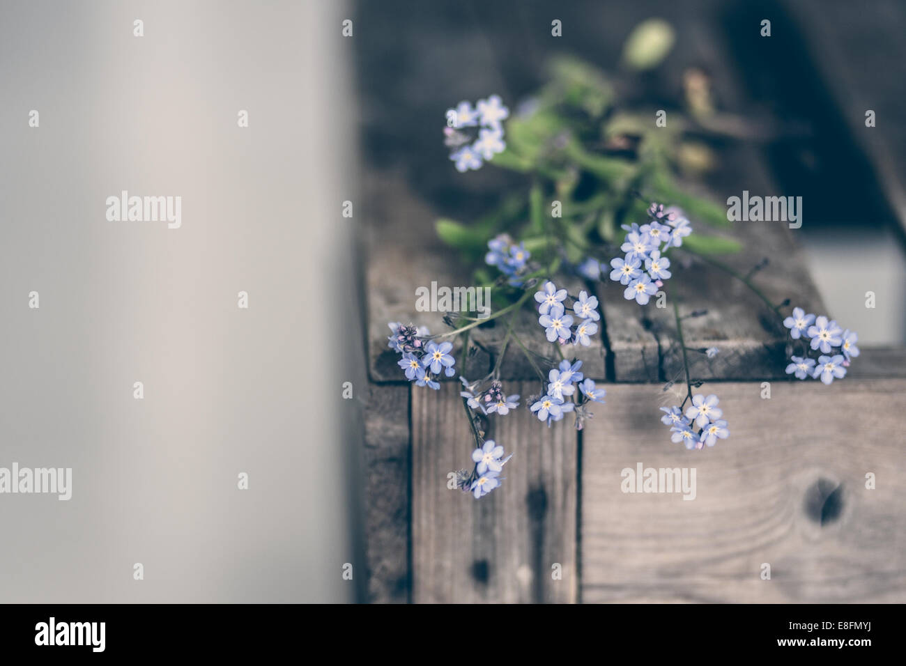 Vergissmeinnicht Blumen auf Holzkiste Stockfoto