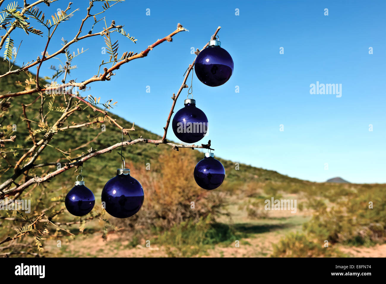 USA, Arizona, Maricopa Grafschaft, Arlington, blauer Christbaumschmuck Stockfoto