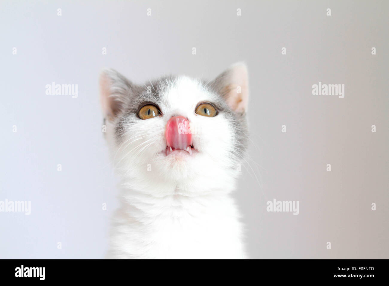 Porträt der hungrigen britischen Kurzhaarkatze leckt die Lippen Stockfoto