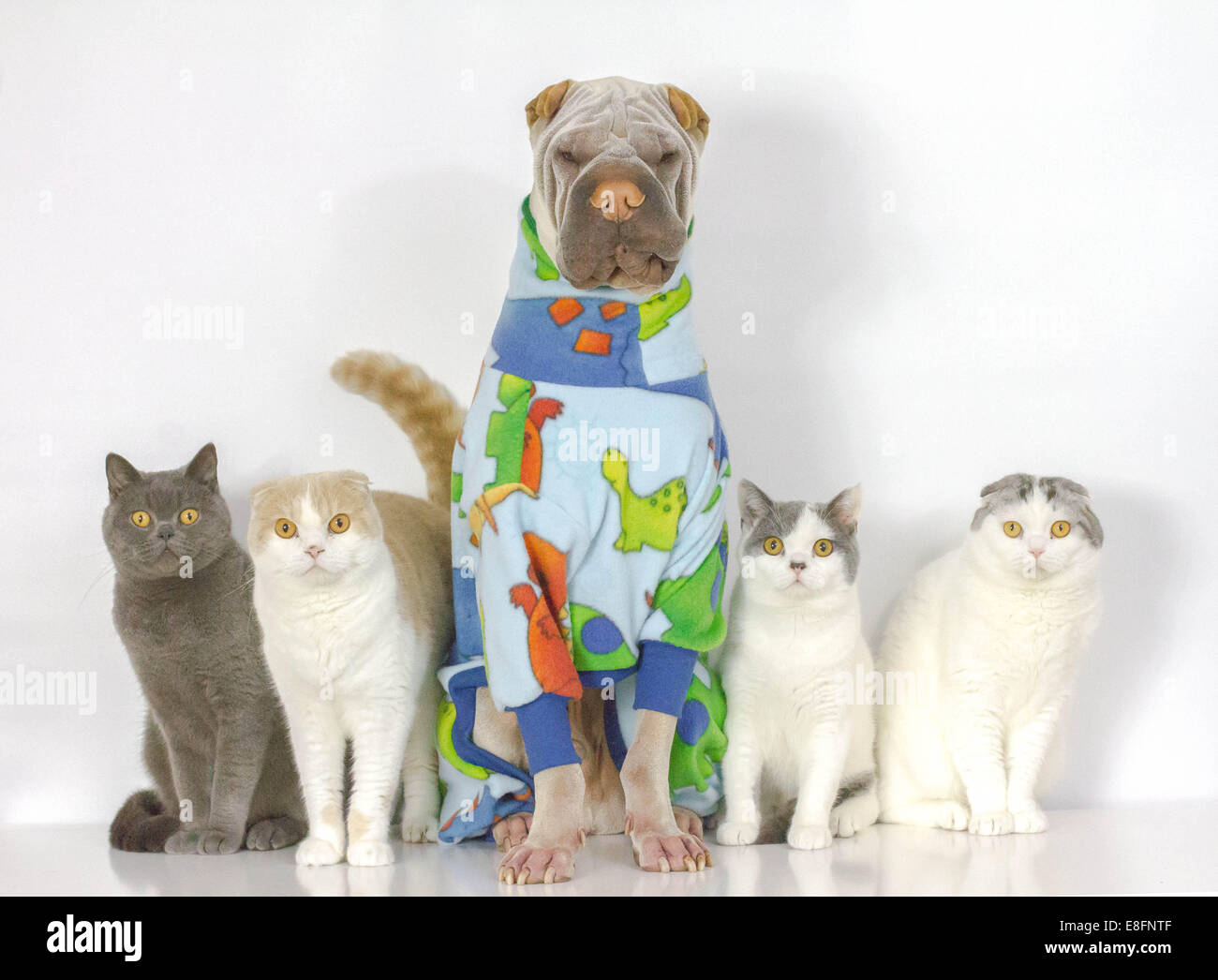 Porträt von Hund und vier Katzen in einer Reihe sitzen Stockfoto