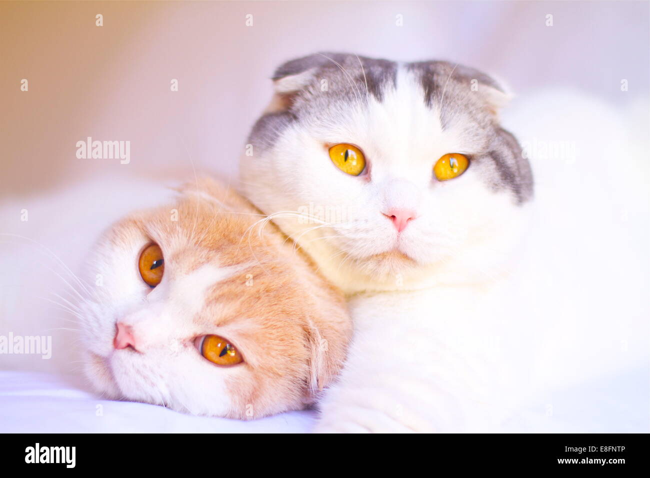 Porträt von zwei Scottish Fold Katzen zusammen auf einem Bett liegend Stockfoto