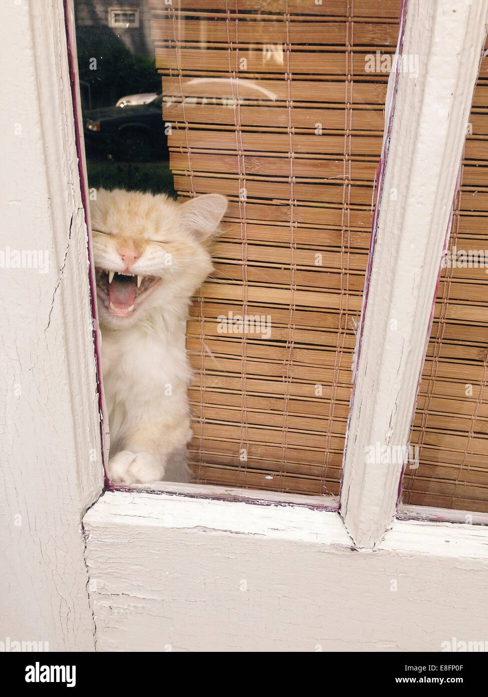 Katze, die durch fenster schaut Fotos und Bildmaterial in hoher Auflösung Alamy