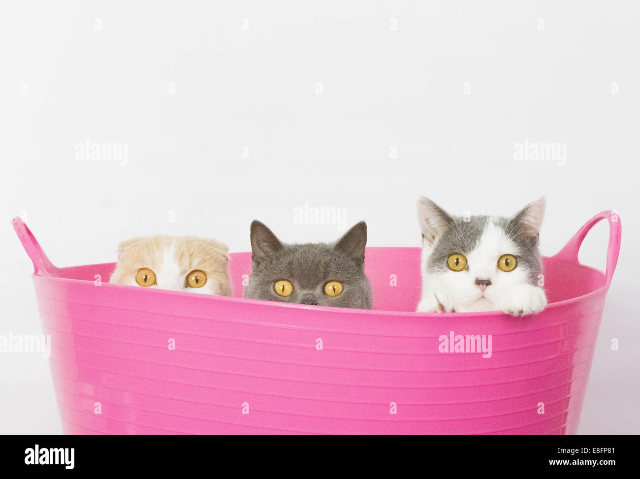 Drei Katzen sitzen in einem Kunststoff-rosafarbenen Eimer und gucken über den Rand Stockfoto