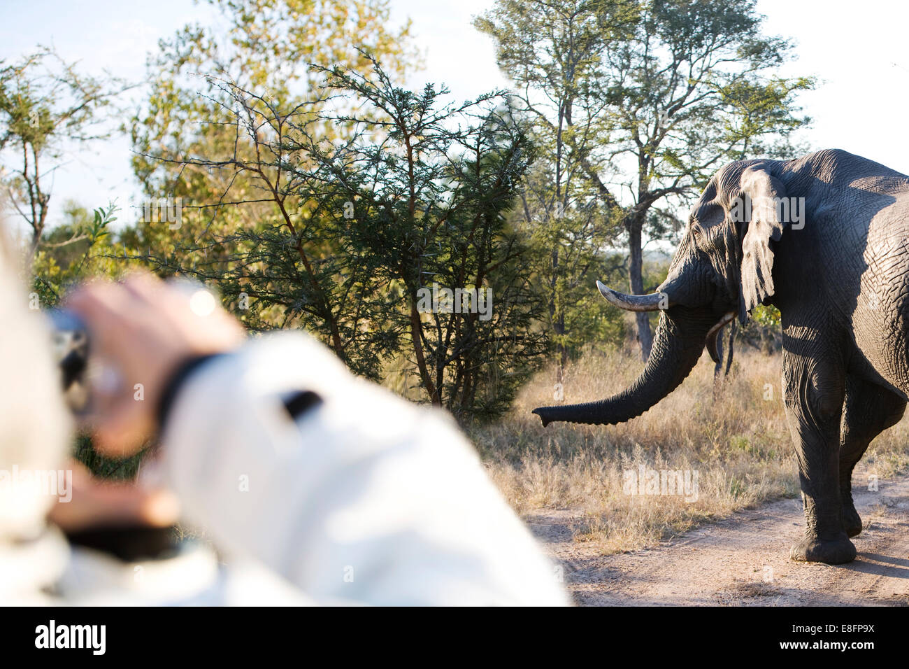 Frau auf Safari nehmen Foto von Elephant, Südafrika Stockfoto