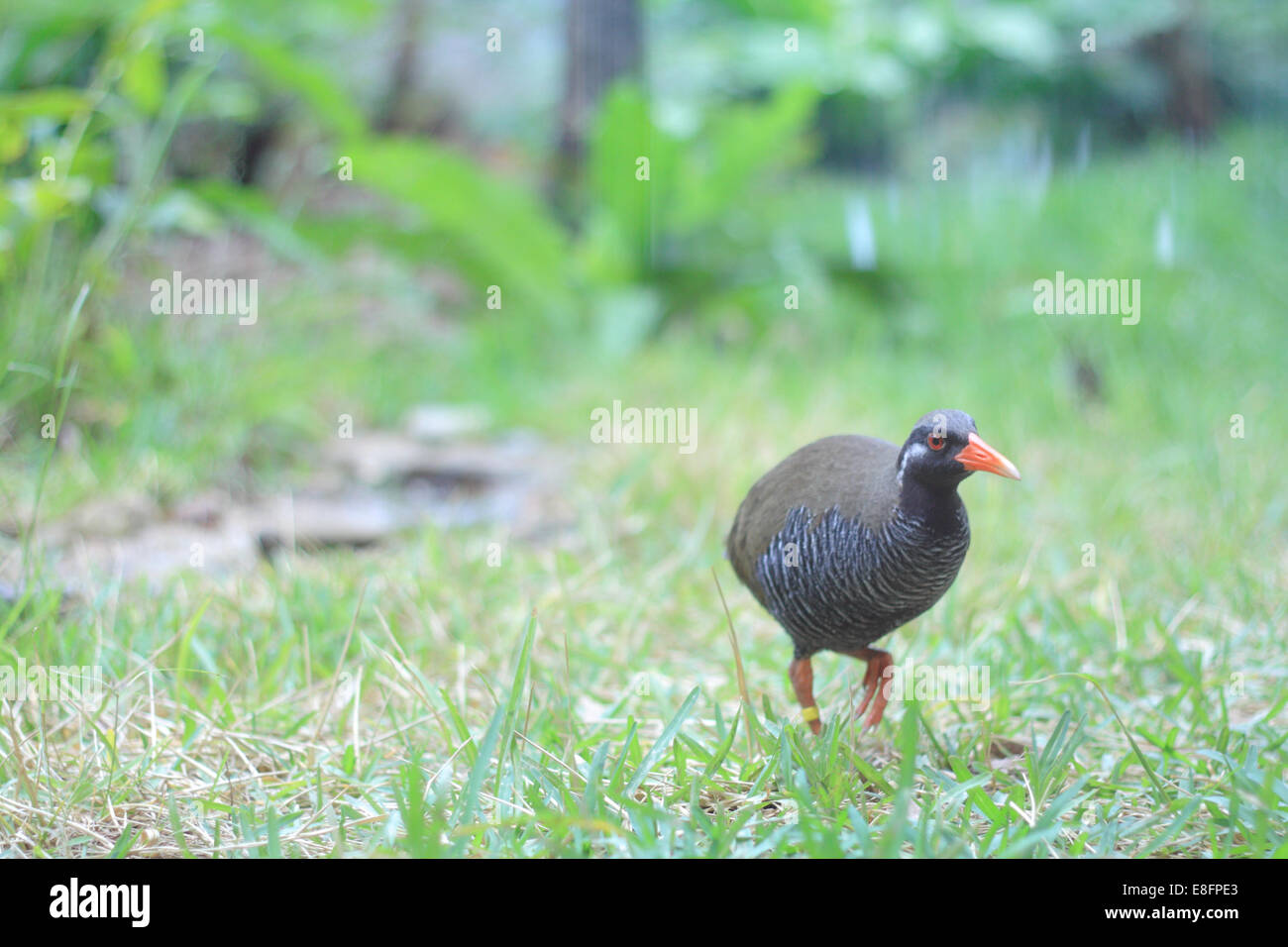 Ansicht des Vogels zu Fuß auf dem Rasen Stockfoto