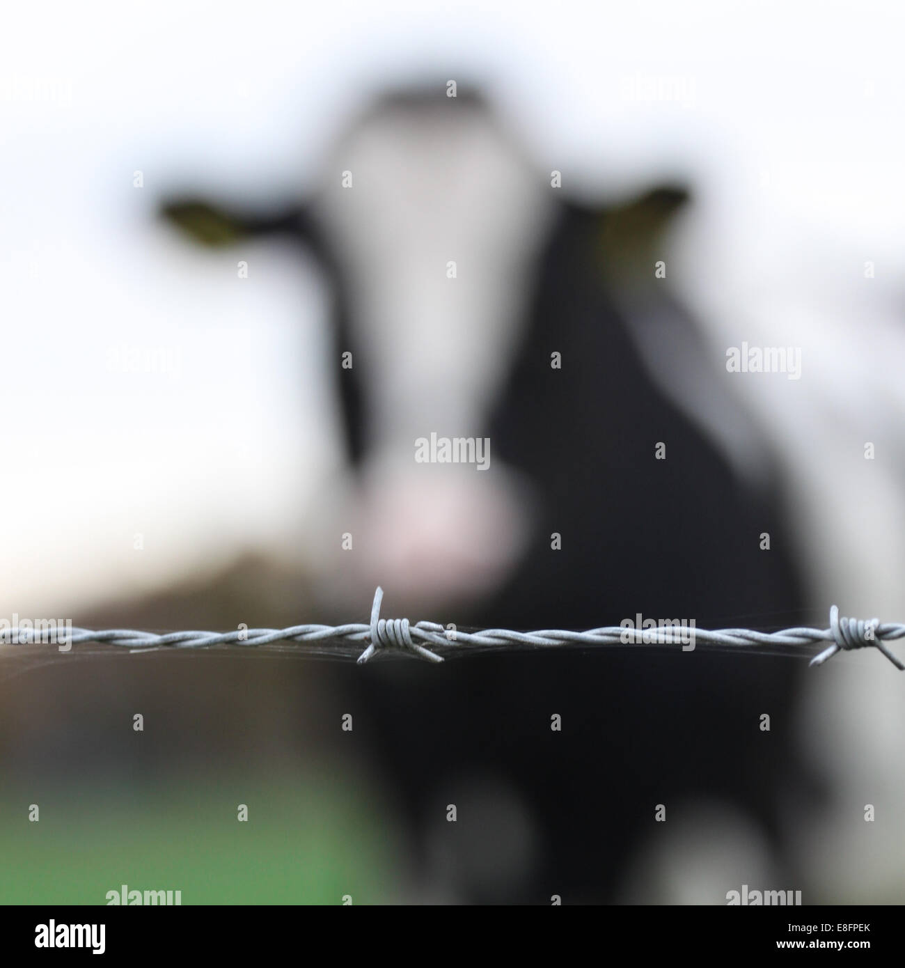 Niederlande, Defocused Kuh hinter Stacheldraht Stockfoto