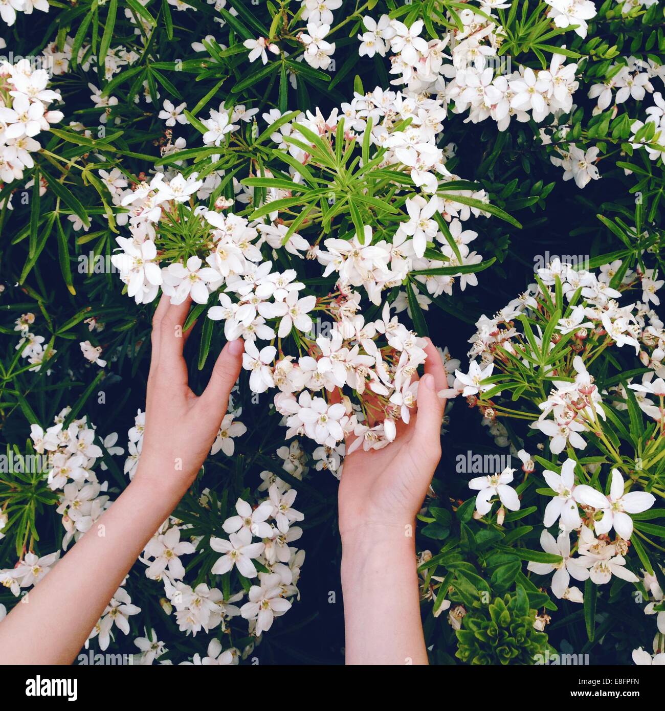 Mädchens Hand Griff nach Blumen Stockfoto