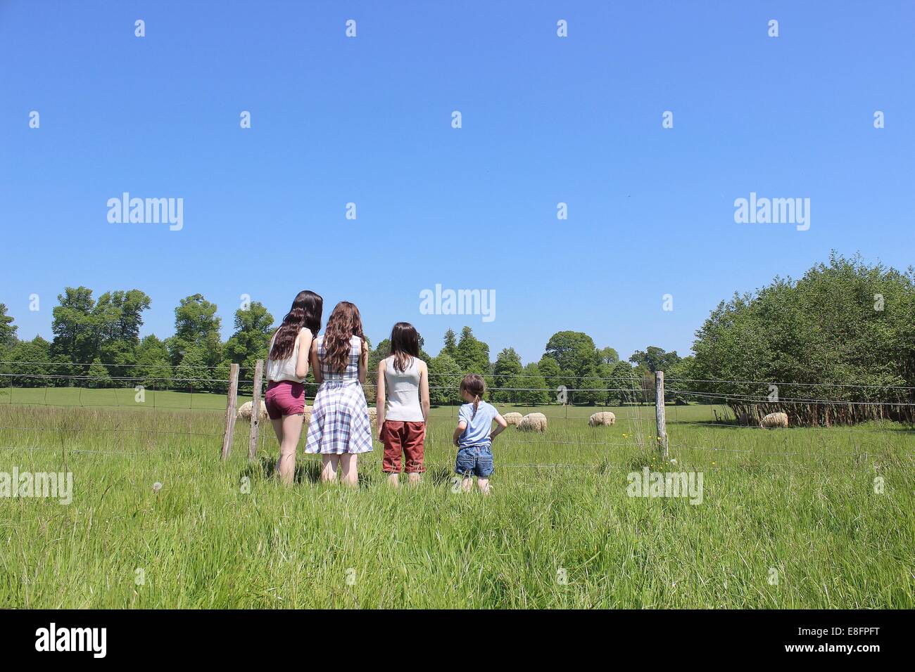 Rückansicht von vier Mädchen, die durch Zaun Blick auf Schafe stehen Stockfoto