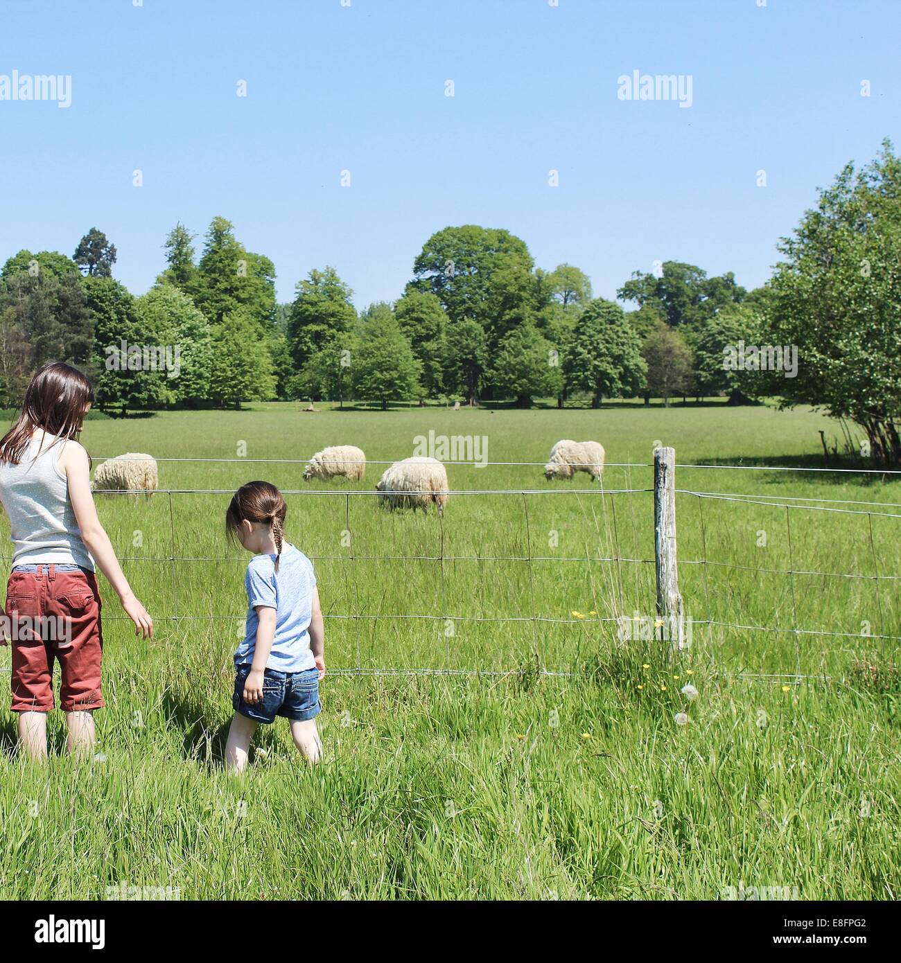 Rückansicht der beiden Mädchen durch Zaun Blick auf Schafe stehen Stockfoto