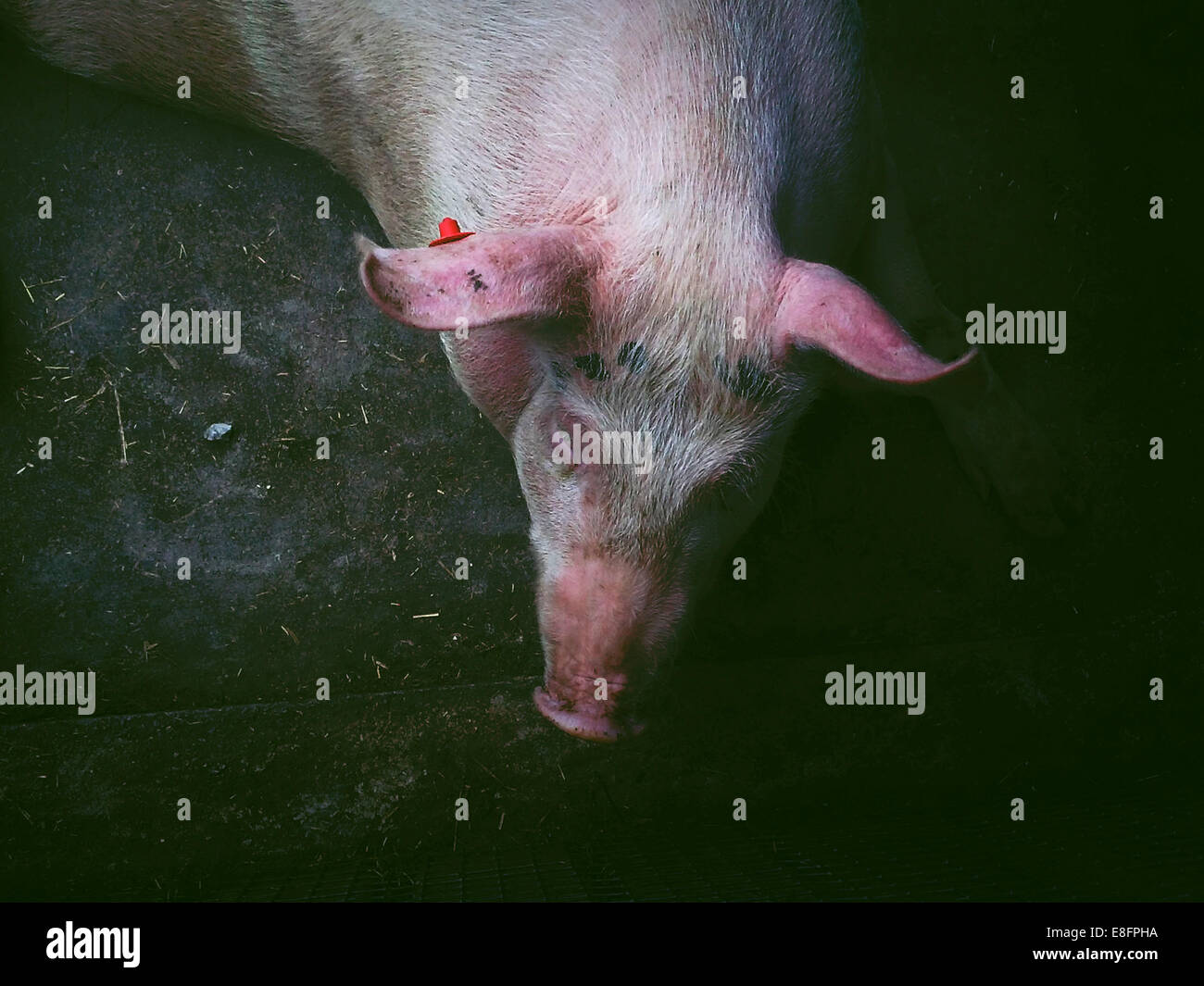 Draufsicht eines Schweins auf Bauernhof, Italien Stockfoto