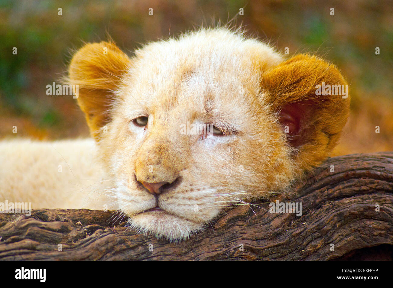 Bild von White Lion Cub (Panthera Leo Krugeri) liegen auf Baumstamm, Limpopo, Südafrika Stockfoto