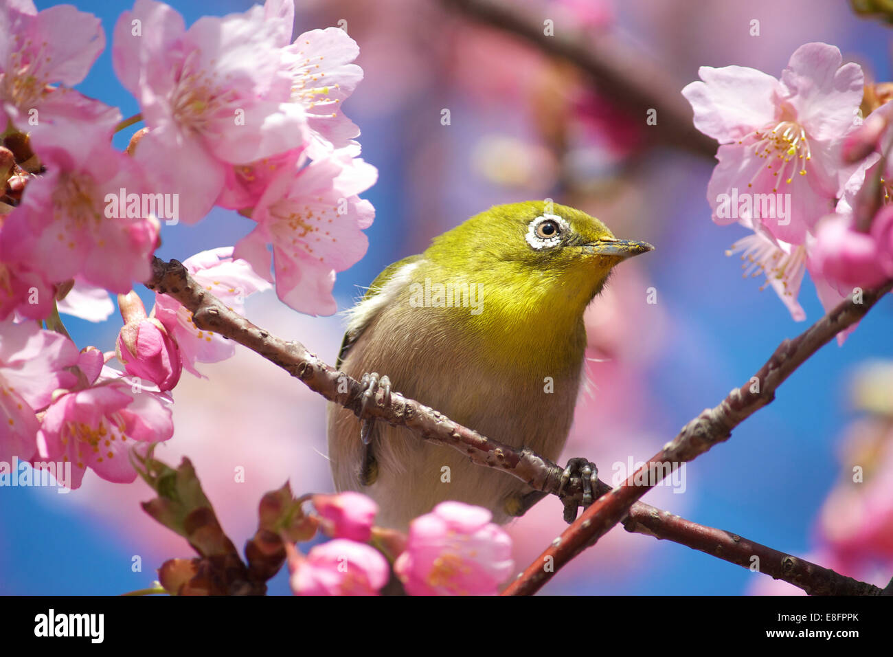 Nahaufnahme von Mejiro (japanische White-Eye) Vogel sitzt in Kirschbaum (Sakura) Stockfoto