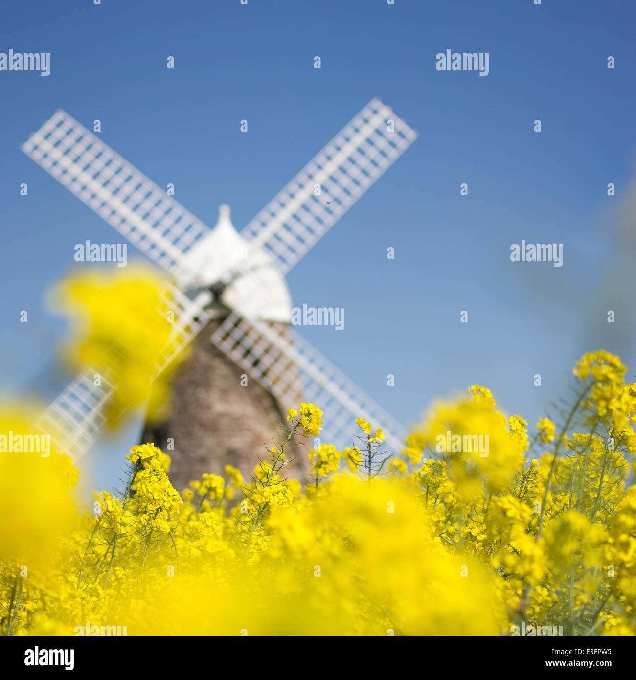 Vereinigtes Königreich, West Sussex, Halnaker Windmühle in Blumenfeld Stockfoto