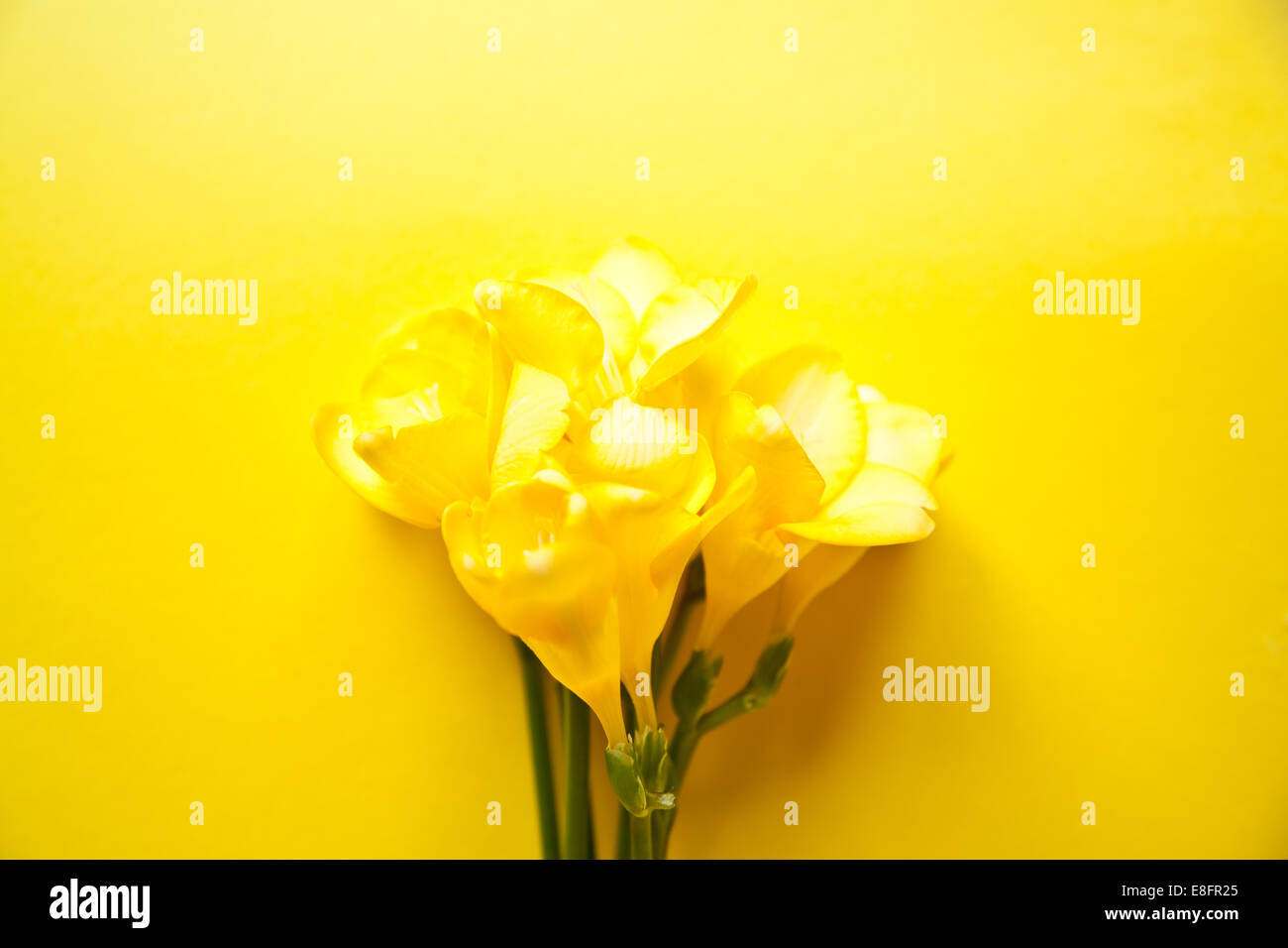 Nahaufnahme von gelben Freesia-Blüten auf gelbem Hintergrund Stockfoto