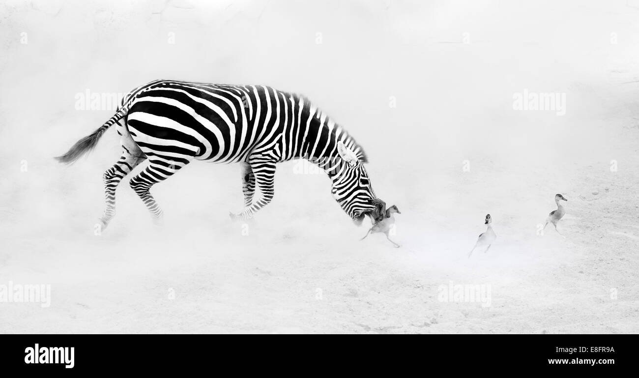 Zebra (Perissodactyla) jagen Gänsel Stockfoto